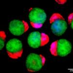 Lab-Grown 3D Embryo Models Make Their Own Blood In Regenerative Medicine Breakthrough