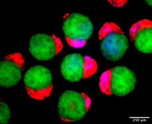 Lab-Grown 3D Embryo Models Make Their Own Blood&hellip;