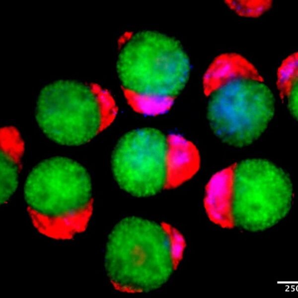 Lab-Grown 3D Embryo Models Make Their Own Blood&hellip;
