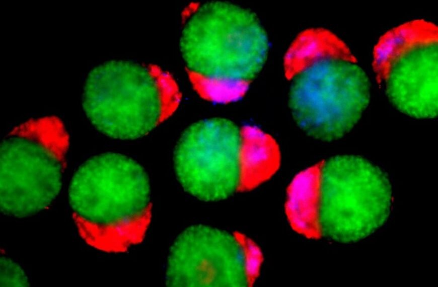 Lab-Grown 3D Embryo Models Make Their Own Blood In Regenerative Medicine Breakthrough