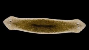 Freaky “Frankenstein” Worms Can Get Reproduction Wrong And…