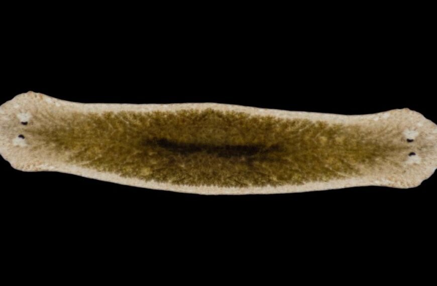Freaky “Frankenstein” Worms Can Get Reproduction Wrong And End Up With Two Heads