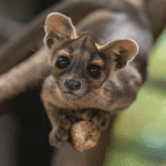 Not A Canine, Nor A Feline: Four Incredibly Cute Fossa Pups Have Been Born At A Zoo