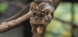 Not A Canine, Nor A Feline: Four Incredibly&hellip;