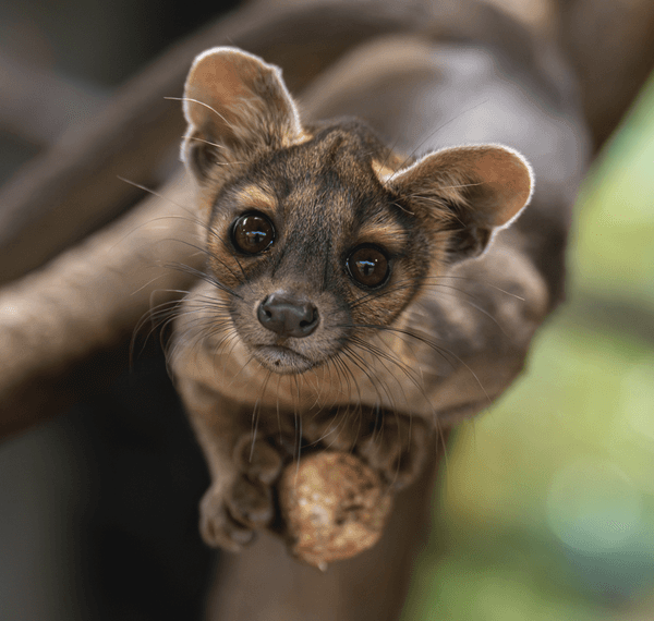 Not A Canine, Nor A Feline: Four Incredibly&hellip;