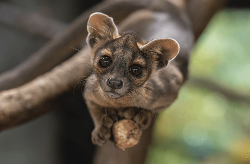 Not A Canine, Nor A Feline: Four Incredibly Cute Fossa Pups Have Been Born At A Zoo