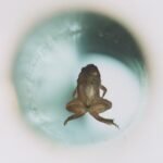 The Bizarre 1997 Experiment That Made A Frog Levitate