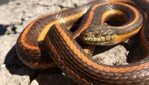 California Has A New State Snake, And It’s&hellip;