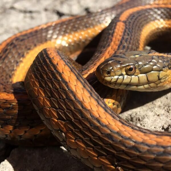 California Has A New State Snake, And It’s&hellip;