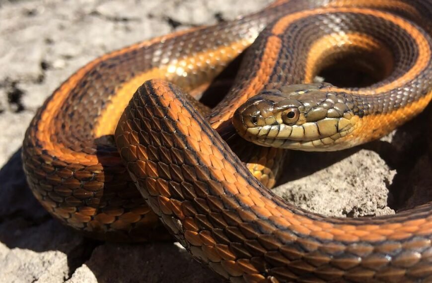 California Has A New State Snake, And It’s…