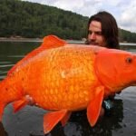 This Giant Goldfish Hybrid Weighs As Much As A 10-Year-Old – A Stark Warning About Dumping Pets