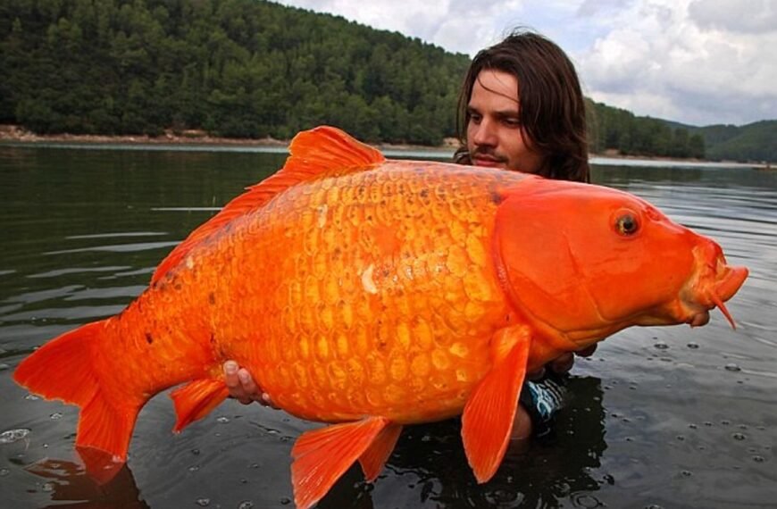 This Giant Goldfish Hybrid Weighs As Much As…