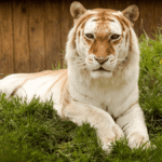 Golden Tigers Are Among The Rarest Big Cats In The World, But They Spell Bad News For Tigers