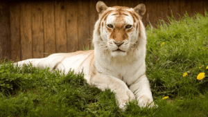 Golden Tigers Are Among The Rarest Big Cats…