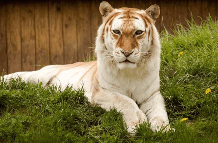 Golden Tigers Are Among The Rarest Big Cats In The World, But They Spell Bad News For Tigers