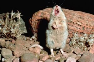 Meet The Only Mouse Known To Howl At&hellip;