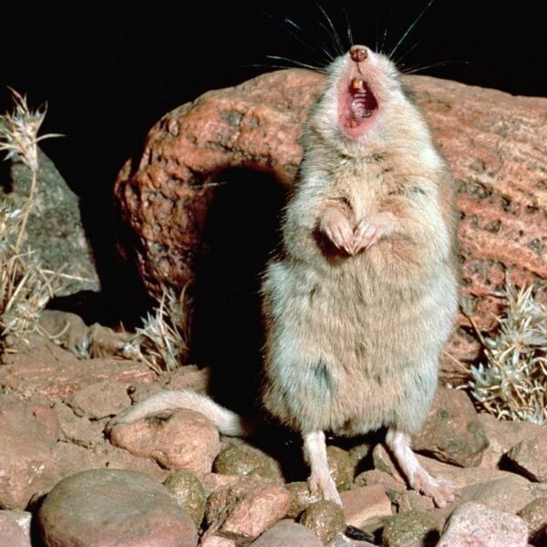 Meet The Only Mouse Known To Howl At&hellip;
