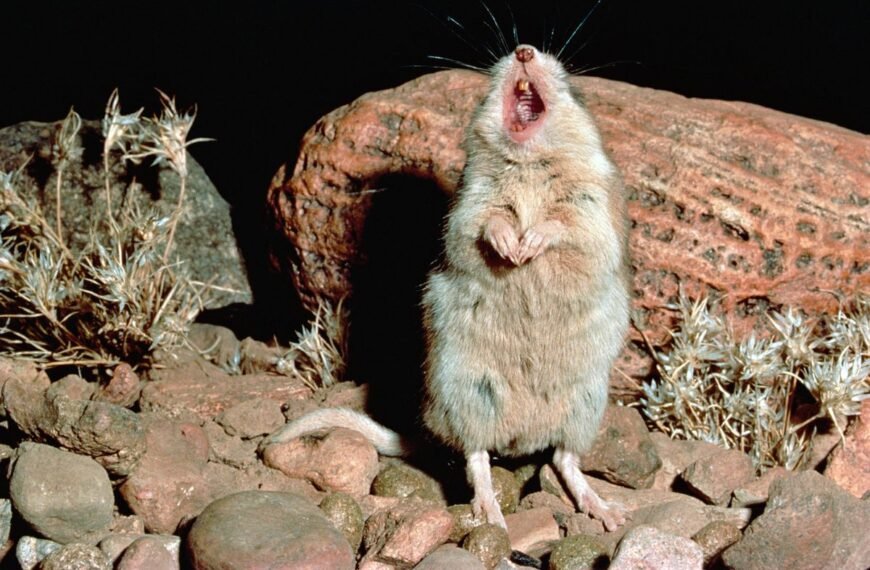 Meet The Only Mouse Known To Howl At…