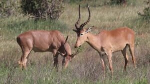 Meet The “Four-Eyed” Hirola, The World’s Most Endangered&hellip;