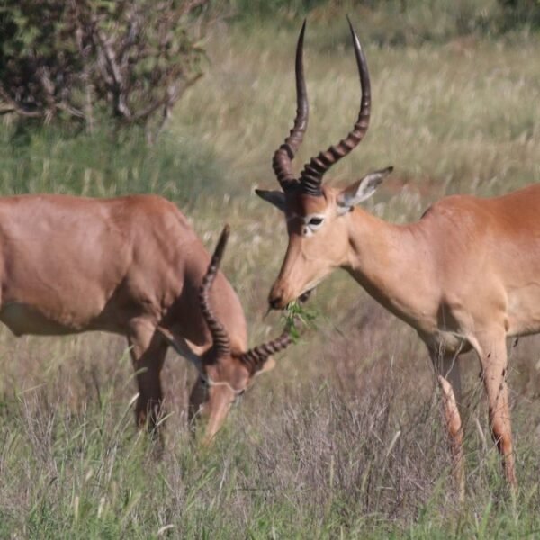 Meet The “Four-Eyed” Hirola, The World’s Most Endangered&hellip;