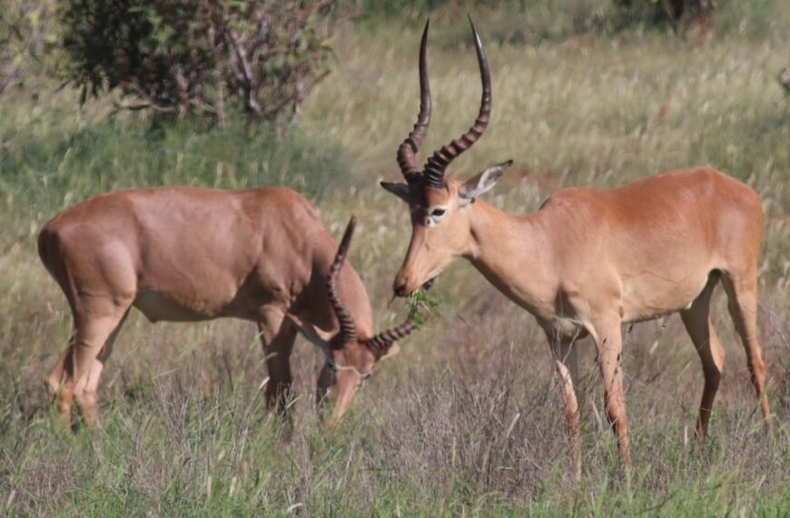 Meet The “Four-Eyed” Hirola, The World’s Most Endangered Antelope With Fewer Than 500 Left
