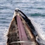 What Has The Worst Breath In The Animal Kingdom?