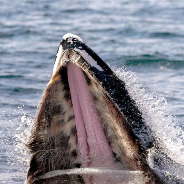 What Has The Worst Breath In The Animal&hellip;