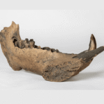 Hippos Hung Around In Europe 80,000 Years Later Than We Thought