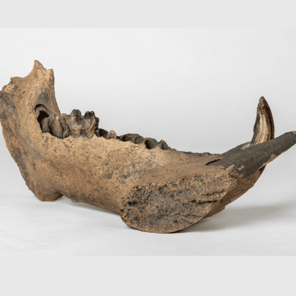 Hippos Hung Around In Europe 80,000 Years Later&hellip;