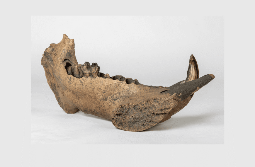 Hippos Hung Around In Europe 80,000 Years Later Than We Thought