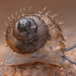Newly Discovered Snail Species Named After Studio Ghibli Co-Founder Is A Hairy Beauty