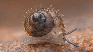 Newly Discovered Snail Species Named After Studio Ghibli&hellip;