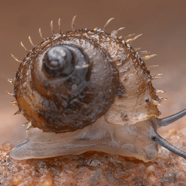 Newly Discovered Snail Species Named After Studio Ghibli&hellip;