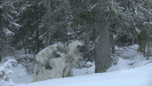 Bear-Sized Snow Sloths? Meet Megalonyx, The Ice Age…