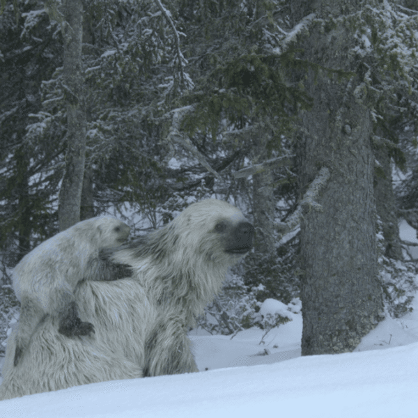 Bear-Sized Snow Sloths? Meet Megalonyx, The Ice Age&hellip;