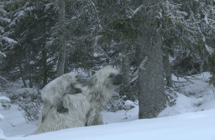 Bear-Sized Snow Sloths? Meet Megalonyx, The Ice Age…