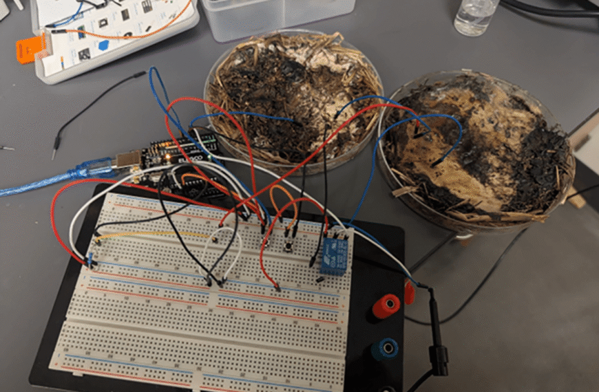 Mushrooms Could Beat Metal For Large-Scale Memory Storage And Processing