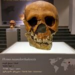 Human Hybrids May Have Been A Hidden Factor In The Extinction Of Neanderthals