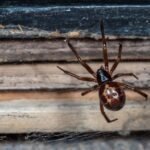 New Nightmare Fuel Unlocked: Watch The First Known Capture Of A Shrew By A False Widow Spider