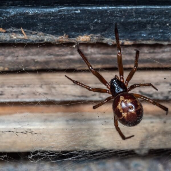 New Nightmare Fuel Unlocked: Watch The First Known&hellip;