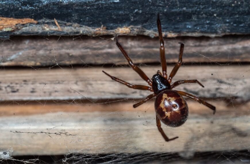 New Nightmare Fuel Unlocked: Watch The First Known Capture Of A Shrew By A False Widow Spider