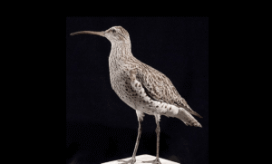 Officially Gone: Slender-Billed Curlew, Once-Widespread Migratory Bird, Declared&hellip;
