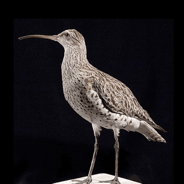 Officially Gone: Slender-Billed Curlew, Once-Widespread Migratory Bird, Declared&hellip;