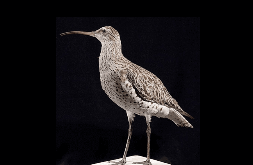 Officially Gone: Slender-Billed Curlew, Once-Widespread Migratory Bird, Declared Extinct By IUCN