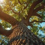 Centuries-Old Texas Tree Named “Jolene” Set For Nearly $1 Million Relocation… Just 400 Meters Away