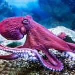 What Aristotle Got Wrong About The Octopus