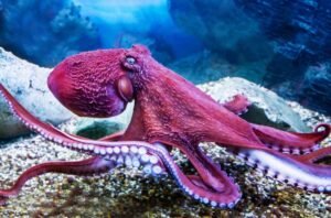 What Aristotle Got Wrong About The Octopus