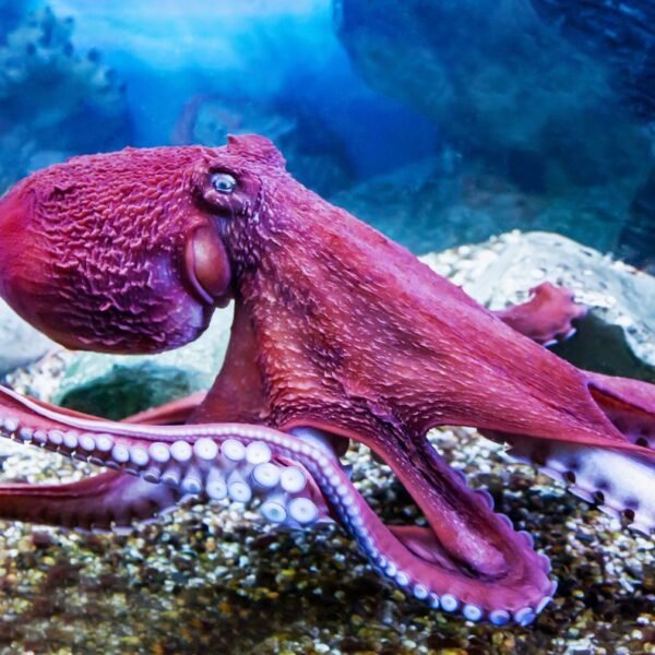 What Aristotle Got Wrong About The Octopus
