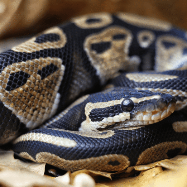 The World’s Oldest Known Snake In Captivity Became&hellip;