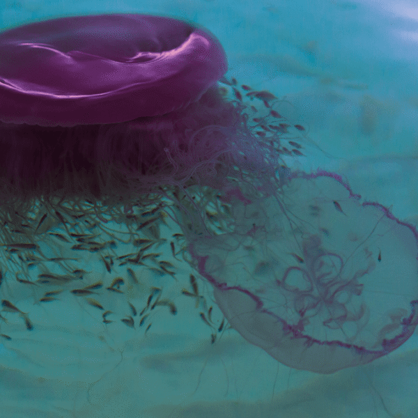 Rare Chance To See “Pink Meanie” Jellyfish With&hellip;
